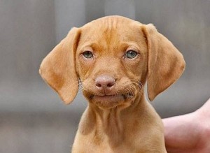 PuppyUnimpressed